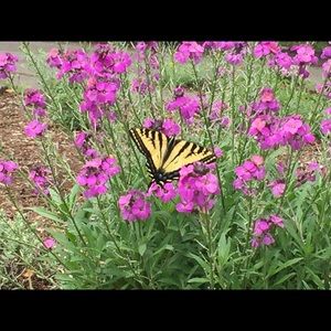 Meet your Posher, Thao